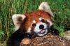 redpanda11.jpg