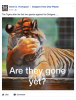 tigers.png