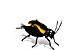 cricket_zps04358b79.gif